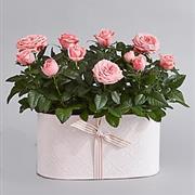 rose basket   (check if available)