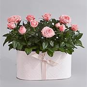 rose basket (check if available)