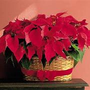 Double Pointsettia Basket (when in season)