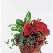 Seasonal Planter Arrangement