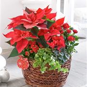 Winter Planted Basket