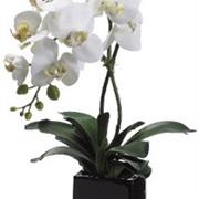  white orchid Plants from (check if available)